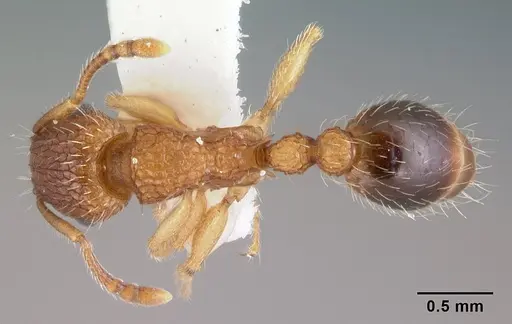 Tetramorium bicarinatum - CASENT0178426