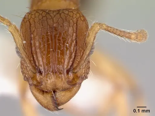 Tetramorium bicarinatum - CASENT0178426