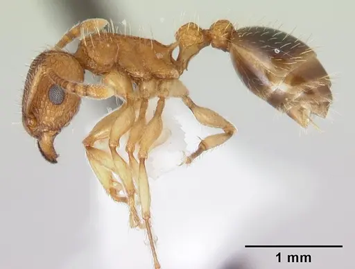 Tetramorium bicarinatum - CASENT0178426