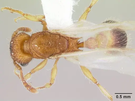 Tetramorium bicarinatum - CASENT0178427