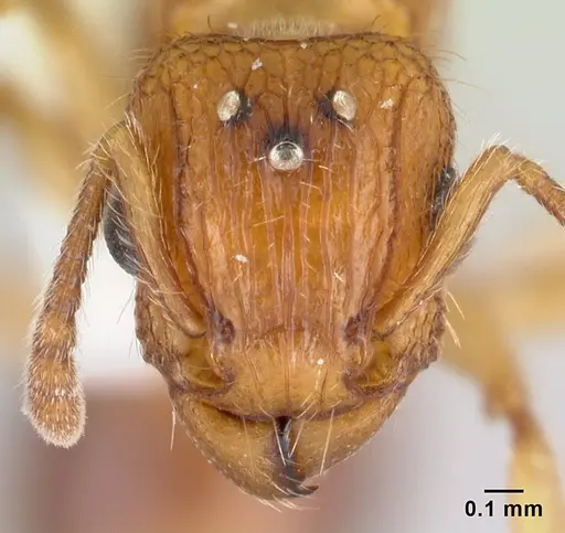 Tetramorium bicarinatum - CASENT0178427