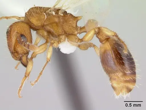 Tetramorium bicarinatum - CASENT0178427