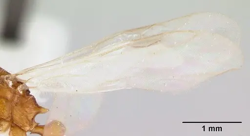 Tetramorium bicarinatum - CASENT0178427