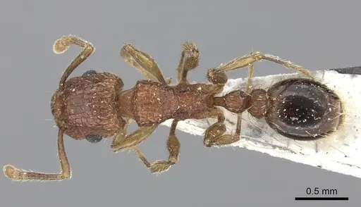 Tetramorium bicarinatum - CASENT0235199
