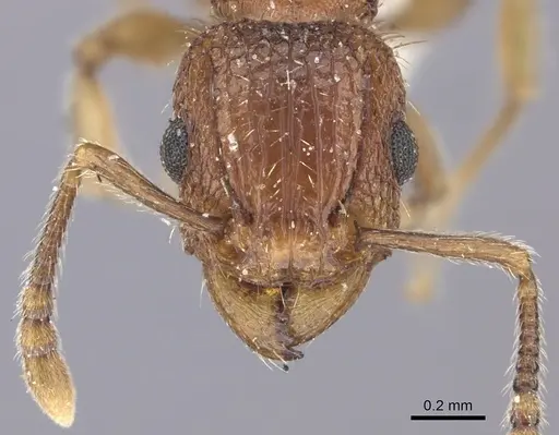 Tetramorium bicarinatum - CASENT0235199