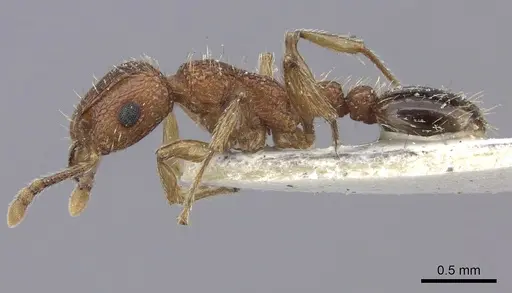 Tetramorium bicarinatum - CASENT0235199