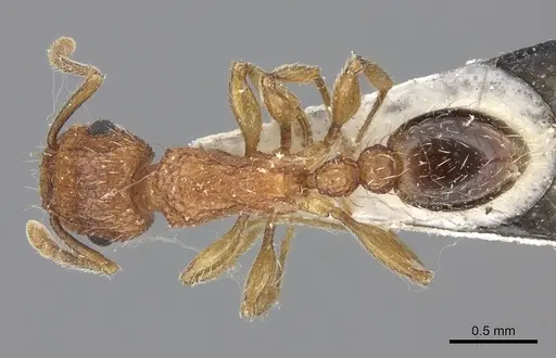 Tetramorium bicarinatum - CASENT0235200