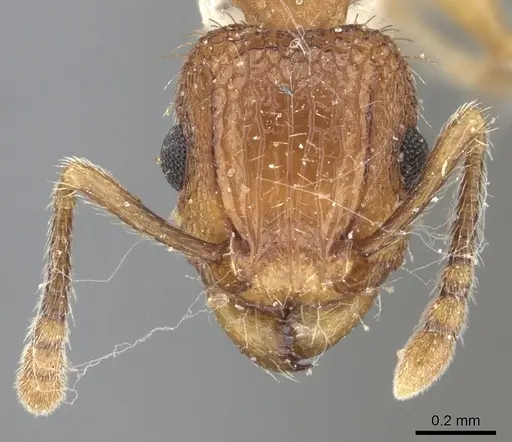 Tetramorium bicarinatum - CASENT0235200