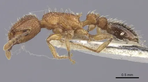 Tetramorium bicarinatum - CASENT0235200