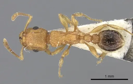 Tetramorium bicarinatum - CASENT0235201