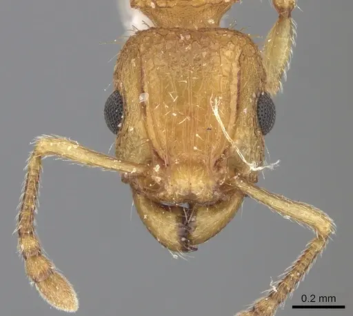 Tetramorium bicarinatum - CASENT0235201