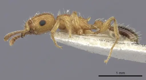 Tetramorium bicarinatum - CASENT0235201