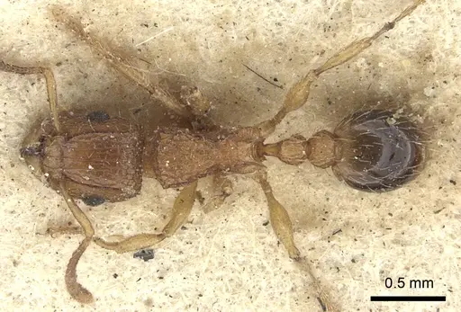 Tetramorium bicarinatum - CASENT0235209