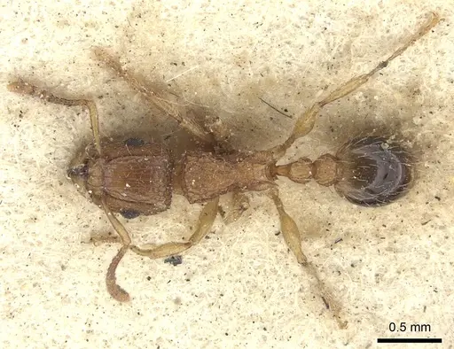 Tetramorium bicarinatum - CASENT0235209