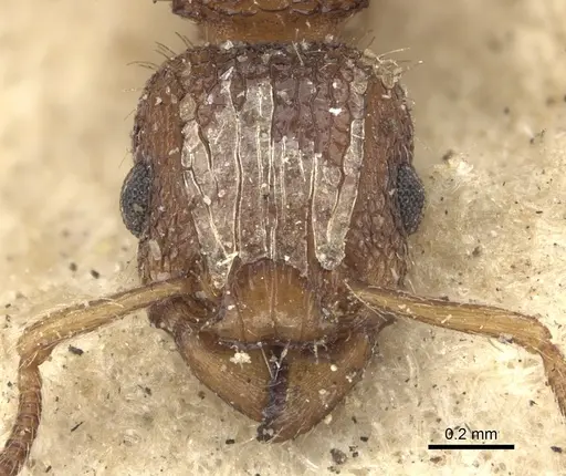 Tetramorium bicarinatum - CASENT0235209