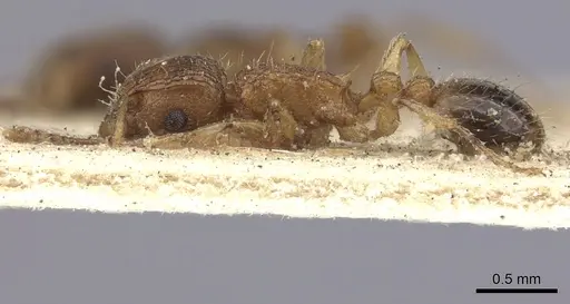 Tetramorium bicarinatum - CASENT0235209