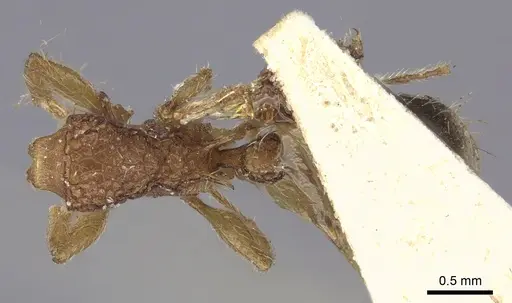 Tetramorium bicarinatum - CASENT0235210