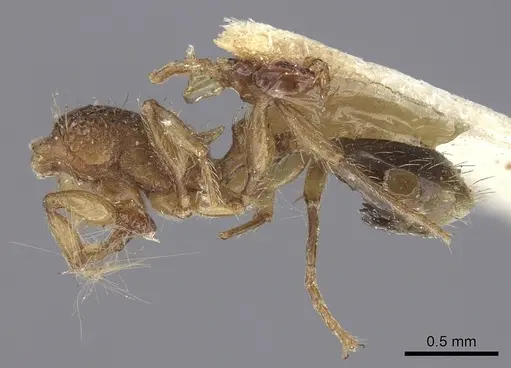 Tetramorium bicarinatum - CASENT0235210