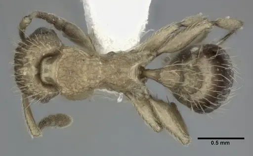 Tetramorium bicarinatum - CASENT0246153