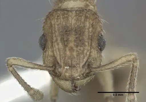 Tetramorium bicarinatum - CASENT0246153