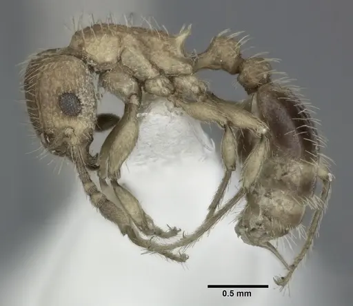 Tetramorium bicarinatum - CASENT0246153