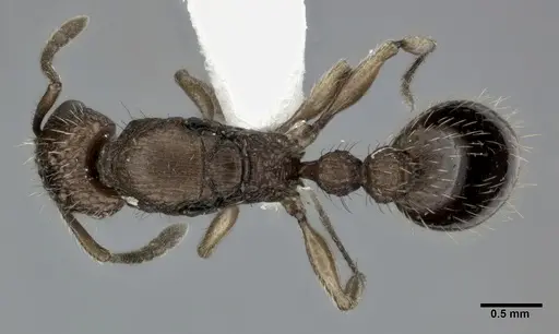 Tetramorium bicarinatum - CASENT0246154