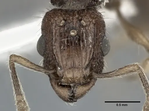Tetramorium bicarinatum - CASENT0246154