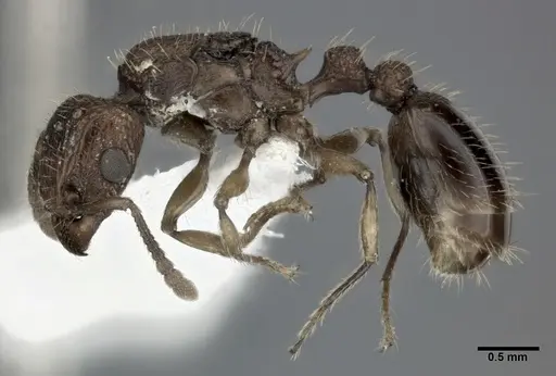 Tetramorium bicarinatum - CASENT0246154