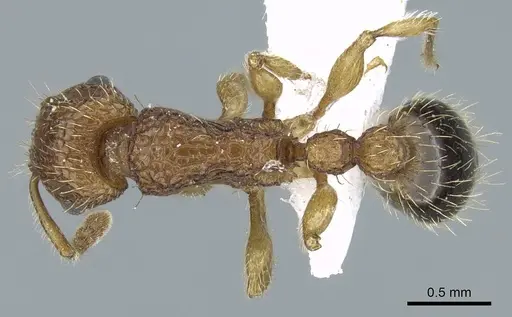 Tetramorium bicarinatum - CASENT0248791