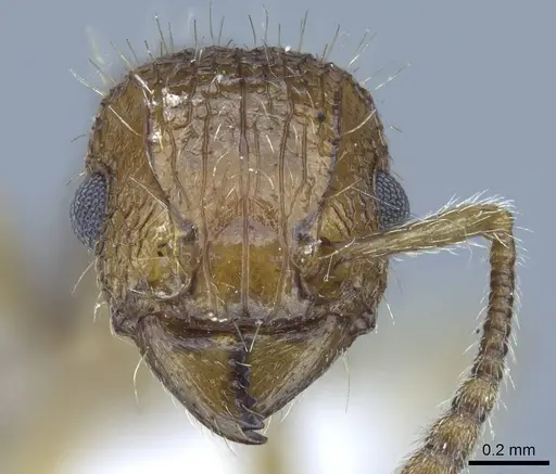 Tetramorium bicarinatum - CASENT0248791