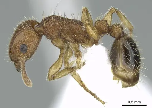 Tetramorium bicarinatum - CASENT0248791