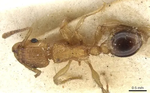 Tetramorium bicarinatum - CASENT0901076