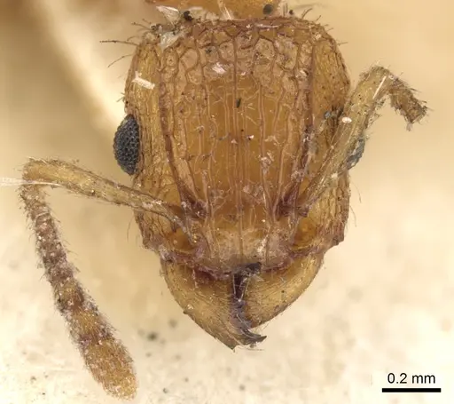 Tetramorium bicarinatum - CASENT0901076