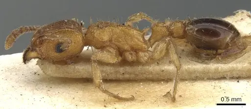 Tetramorium bicarinatum - CASENT0901076