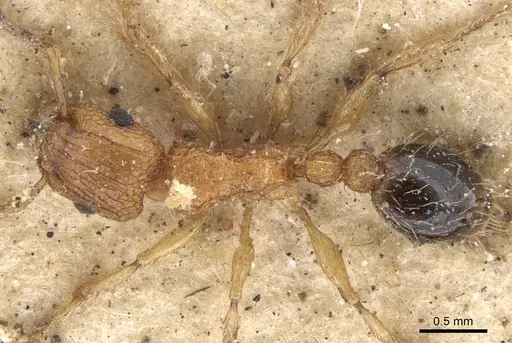 Tetramorium bicarinatum - CASENT0901374