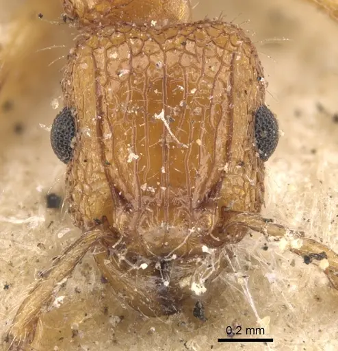 Tetramorium bicarinatum - CASENT0901374