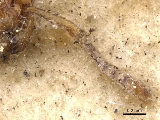 Tetramorium bicarinatum - CASENT0901374