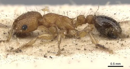 Tetramorium bicarinatum - CASENT0901374