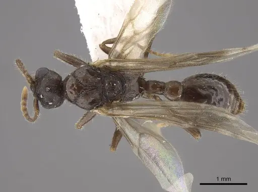 Tetramorium bicarinatum - CASENT0917686