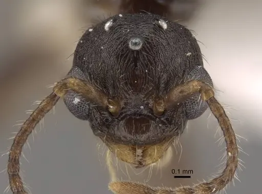Tetramorium bicarinatum - CASENT0917686