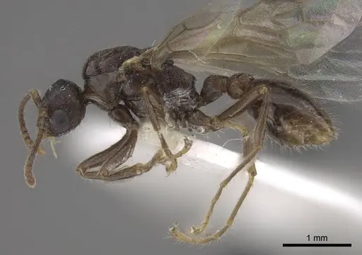 Tetramorium bicarinatum - CASENT0917686