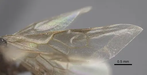 Tetramorium bicarinatum - CASENT0917686