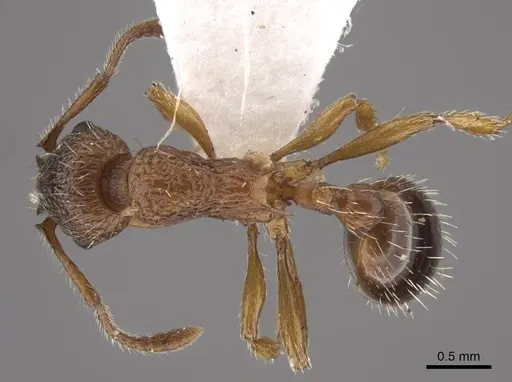 Tetramorium bicarinatum - CASENT0917687