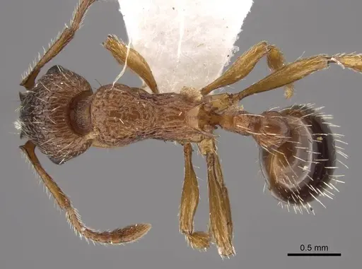 Tetramorium bicarinatum - CASENT0917687