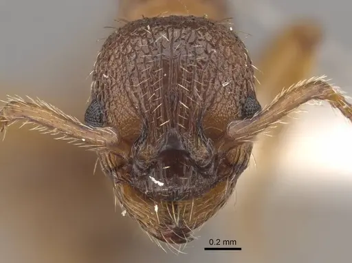 Tetramorium bicarinatum - CASENT0917687