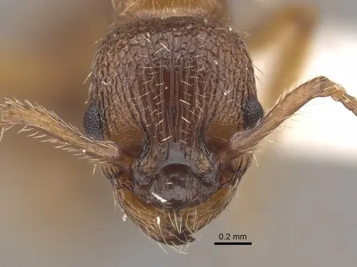 Tetramorium bicarinatum - CASENT0917687