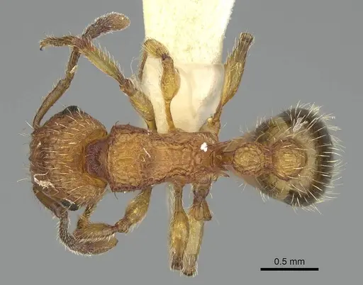 Tetramorium bicarinatum - CASENT0919922
