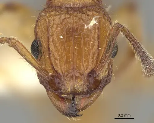 Tetramorium bicarinatum - CASENT0919922