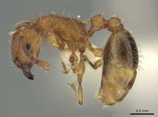 Tetramorium bicarinatum - CASENT0919922