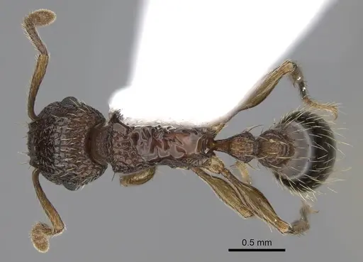 Tetramorium bicarinatum - CASENT0922948